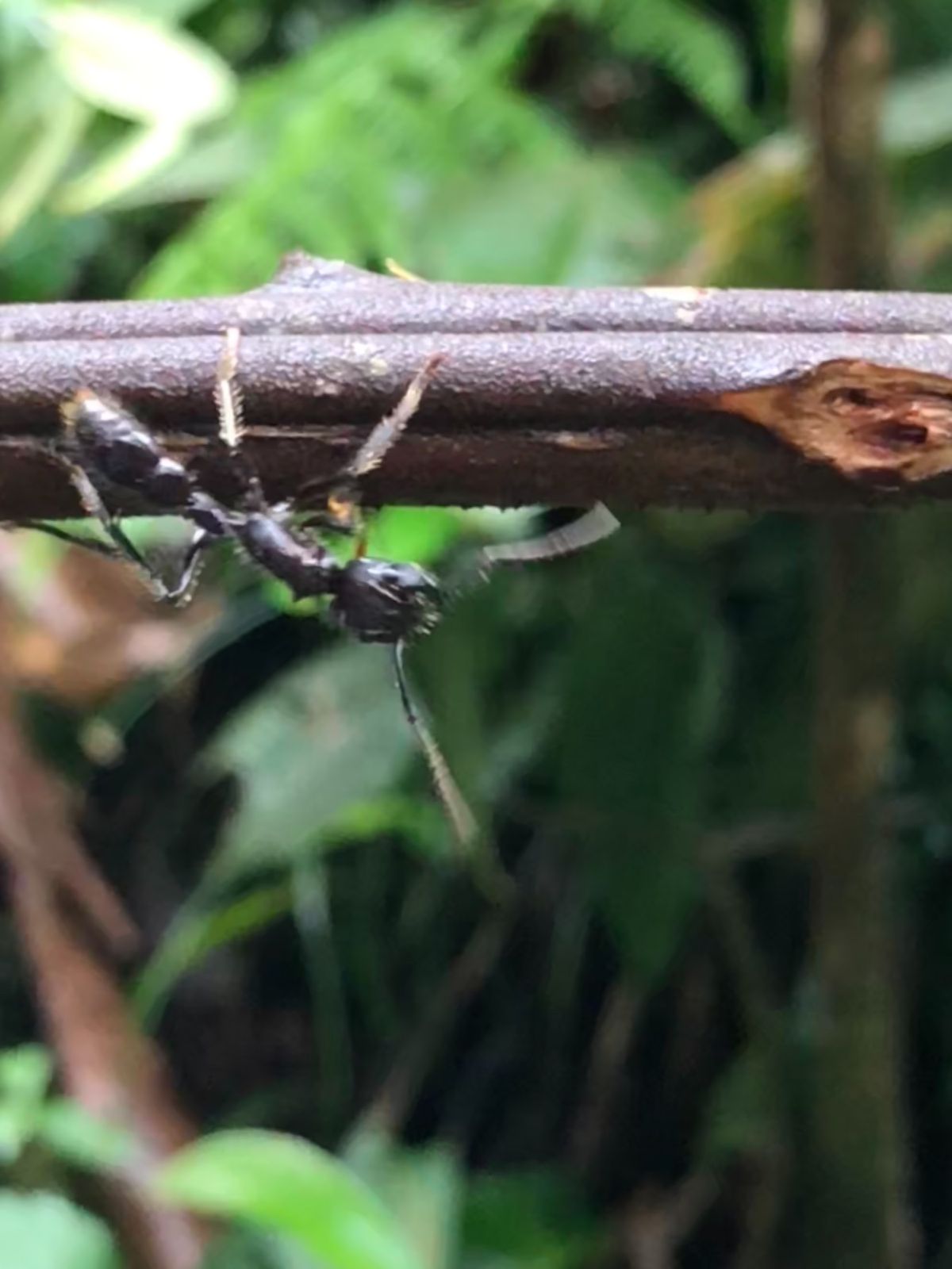 ブラウリオ・カリージョ国立公園

わぁーー！！！
本物の爆弾蟻だ〜🥺✨✨
...