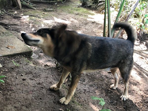 コスタリカ・カルタゴ「動物昆虫自然の宝庫コスタリカ！！」の写真：サラピキ川のボートクルーズ
ランチを食べ...