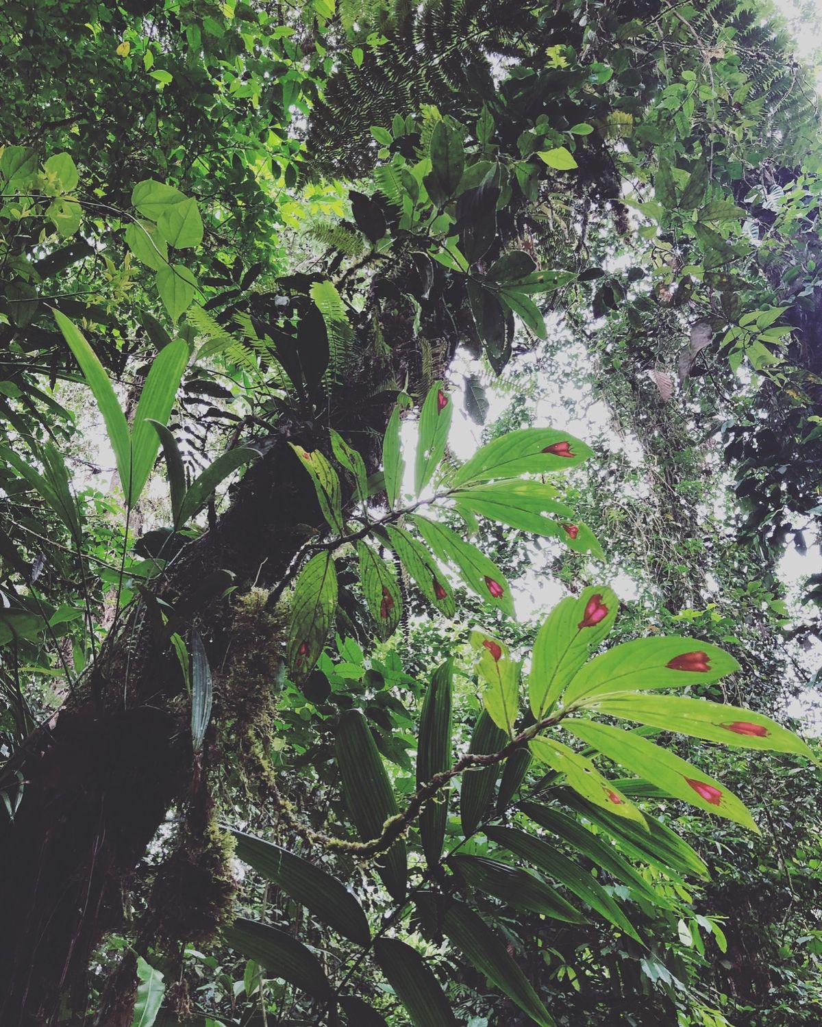 ブラウリオ・カリージョ国立公園

1枚目の植物は裏側からみると
赤の部分が...