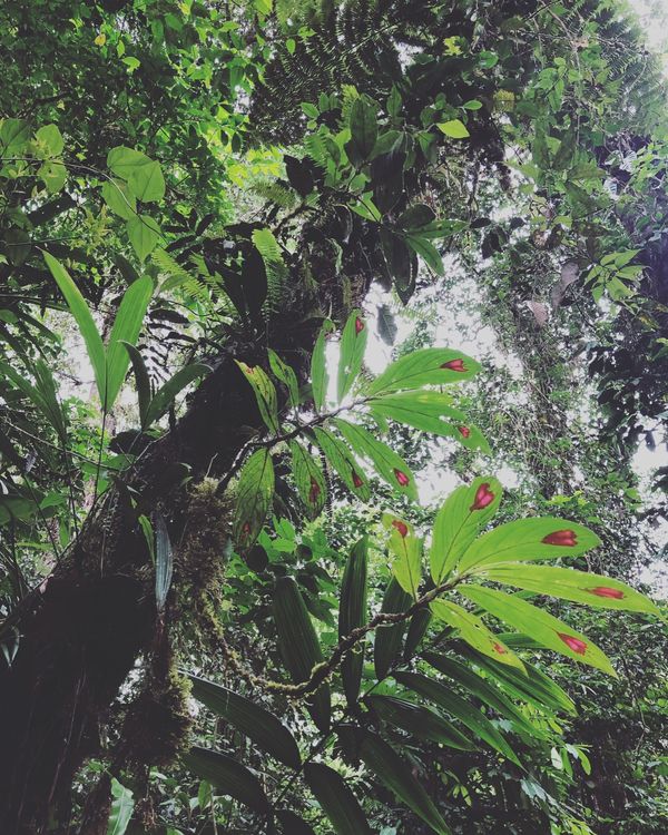 コスタリカ・カルタゴ「動物昆虫自然の宝庫コスタリカ！！」の写真：ブラウリオ・カリージョ国立公園

1枚目...