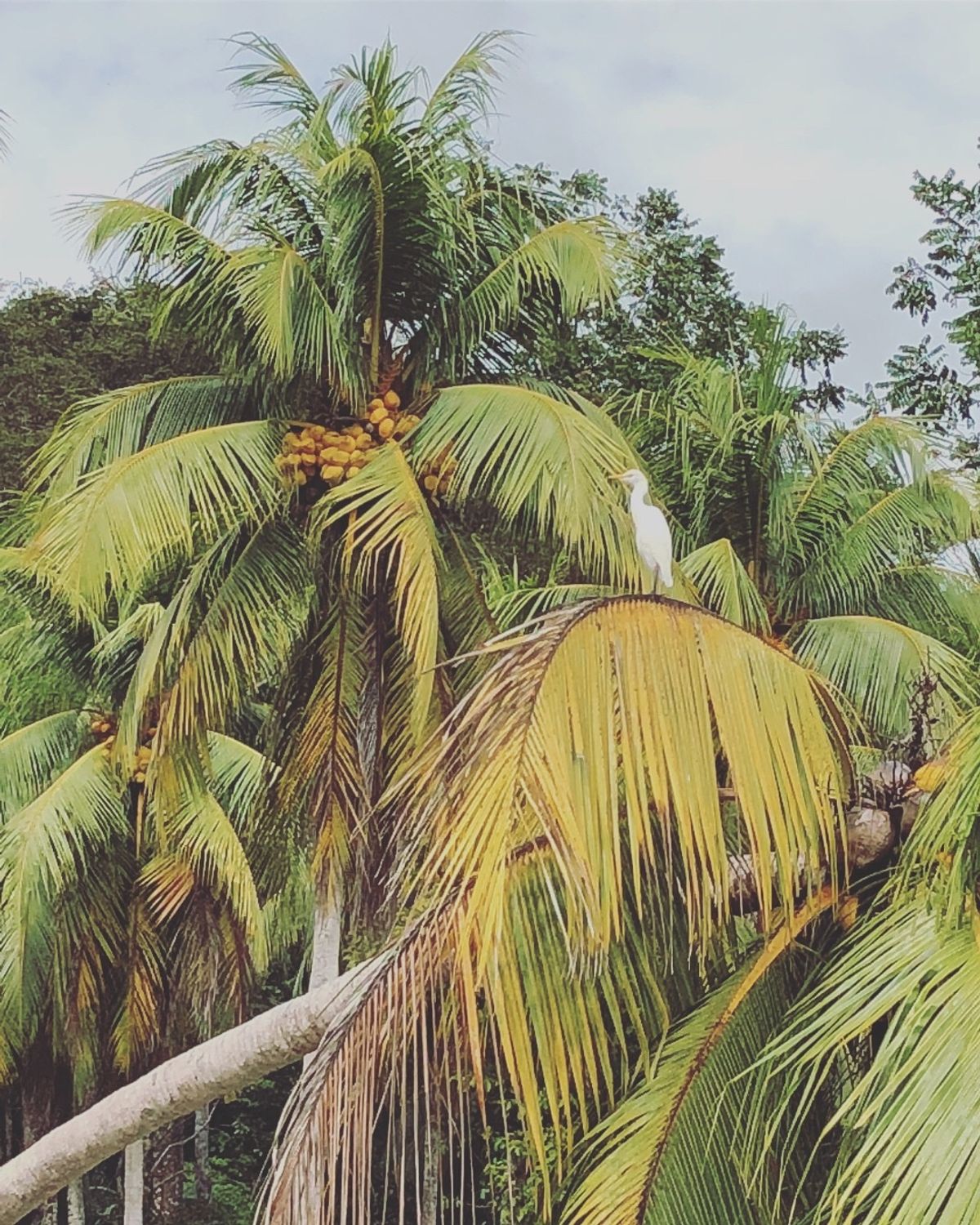 オサ　マングローブツアー

進むと南国感が強くなってきた🌴
鳥もいたよ！