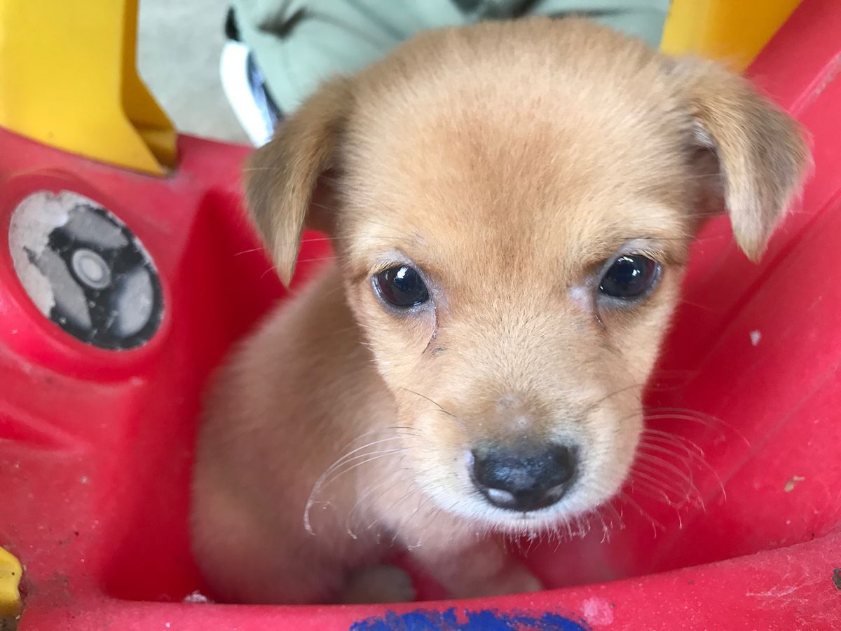 オサ　マングローブツアーで立ち寄った村

ちびっこ達が子犬ちゃんをブランコ...