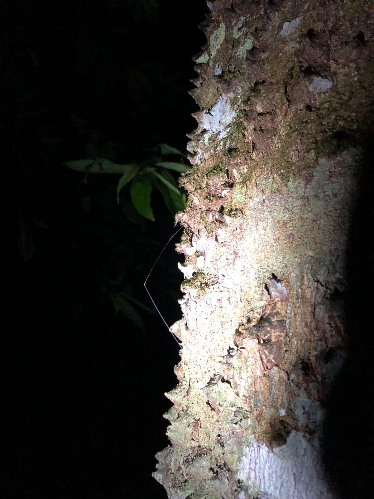 コルコバード
ナイトジャングルツアー

ベッドライトないと
マジで闇！！
...