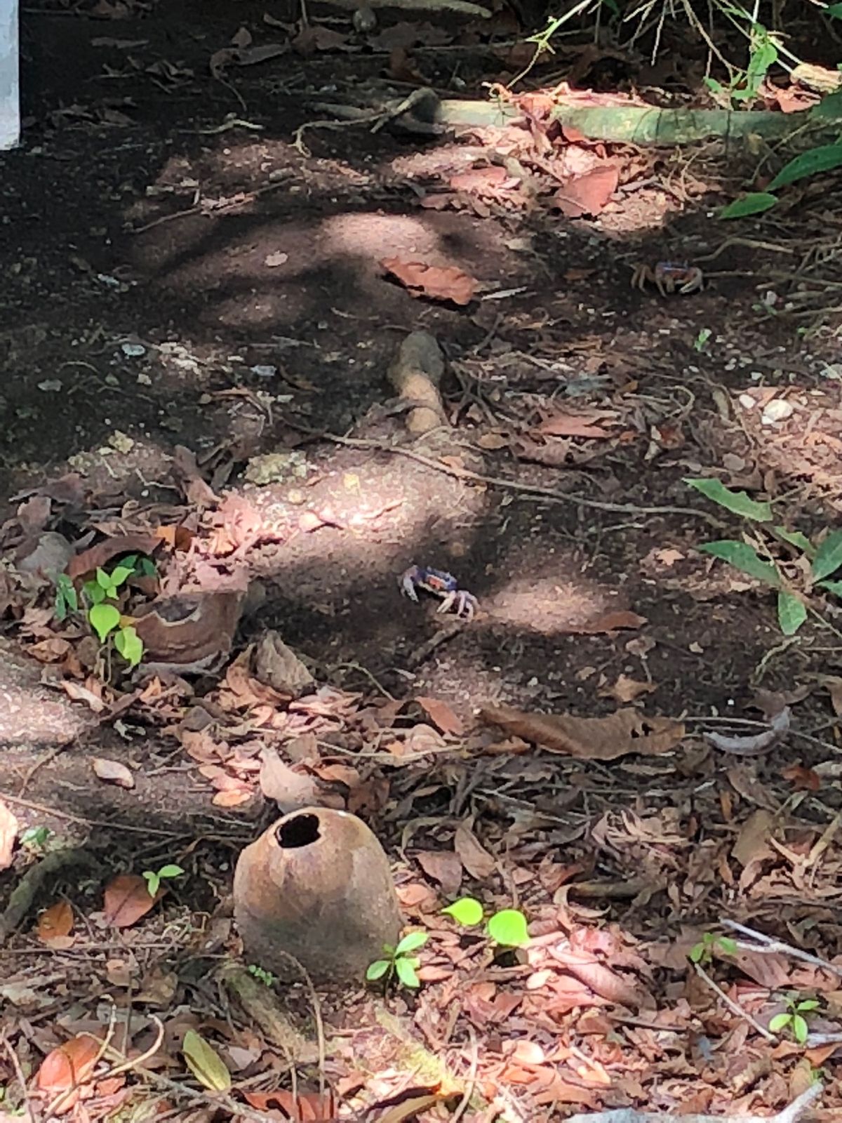 トルトゥゲロ国立公園

ハチドリは本当に小さくてホバリングしてて感動〜😍