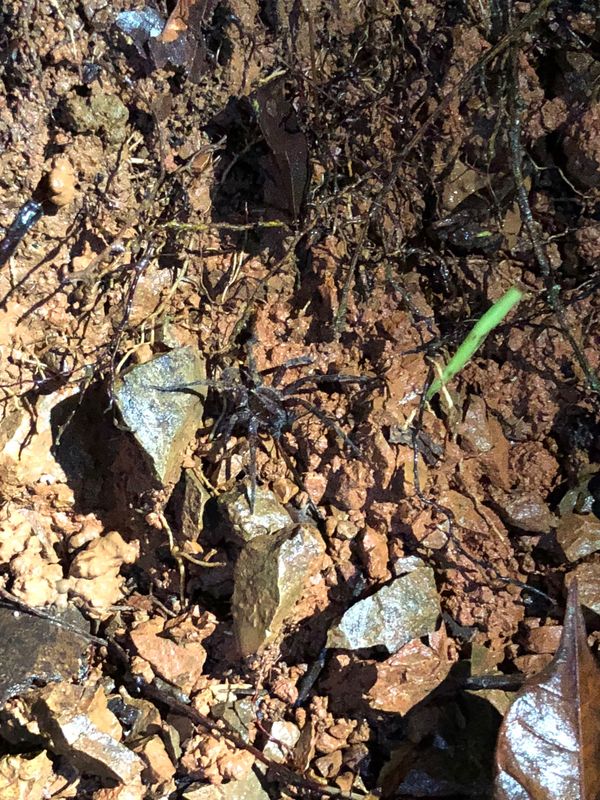 コスタリカ・カルタゴ「動物昆虫自然の宝庫コスタリカ！！」の写真：コルコバード
ナイトジャングルツアー

...