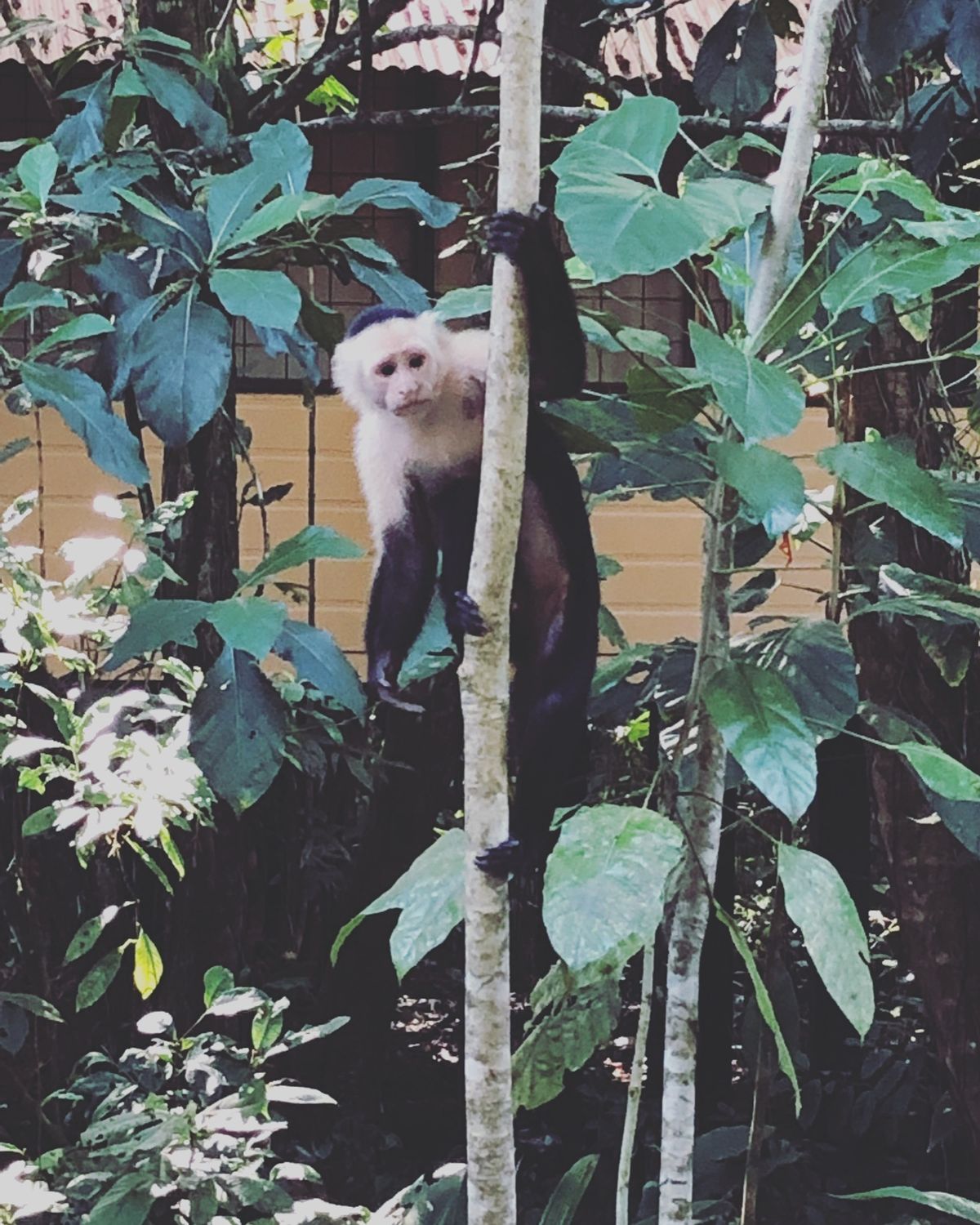 トルトゥゲロ国立公園

公園内にはお猿達がたくさん😍

動きが早くて写真ブ...
