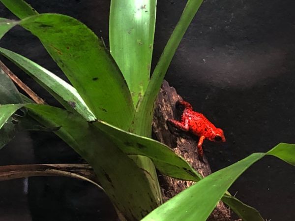 コスタリカ・カルタゴ「動物昆虫自然の宝庫コスタリカ！！」の写真：ブラウリオ・カリージョ国立公園

ヤドク...