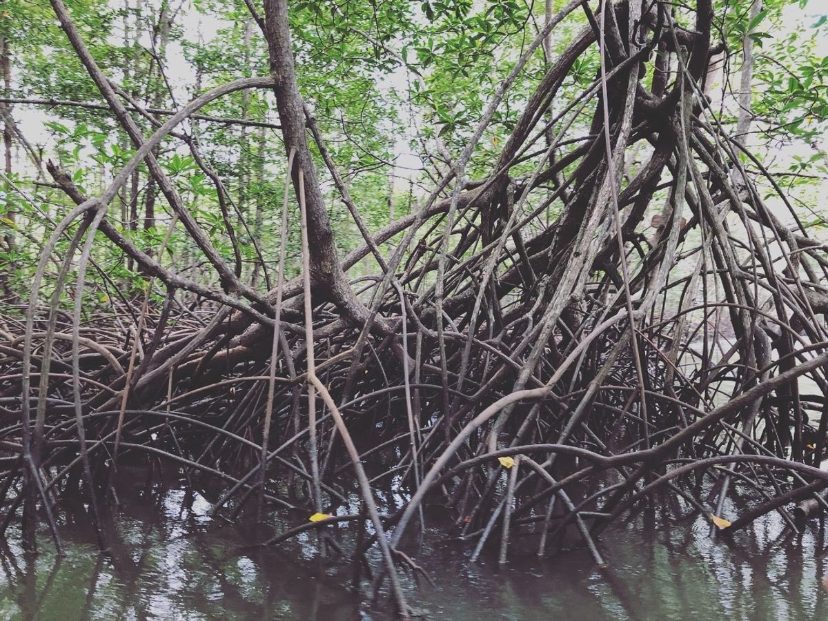 オサ　マングローブツアー

マングローブの景色、なんだか好きだなぁ😍