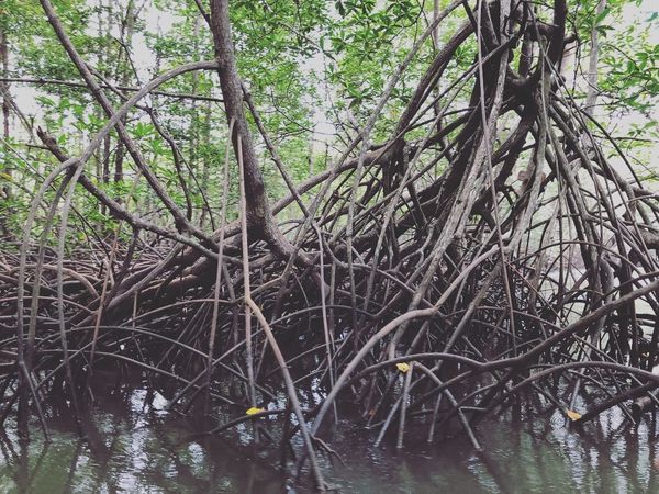 コスタリカ・カルタゴ「動物昆虫自然の宝庫コスタリカ！！」の写真：オサ　マングローブツアー

マングローブ...