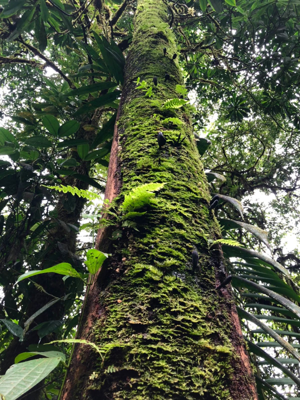 ブラウリオ・カリージョ国立公園

1枚目の植物は裏側からみると
赤の部分が...