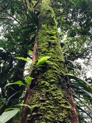 ブラウリオ・カリージョ国立公園

1枚目の植物は裏側からみると
赤の部分が...