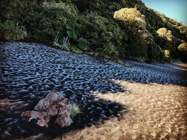 コスタリカ・カルタゴ「動物昆虫自然の宝庫コスタリカ！！」の写真：Irazu Crater Lookout...