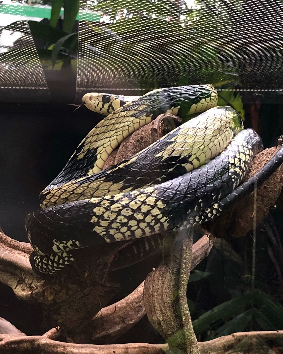 ブラウリオ・カリージョ国立公園

コスタリカにいる蛇たちあれこれ🐍