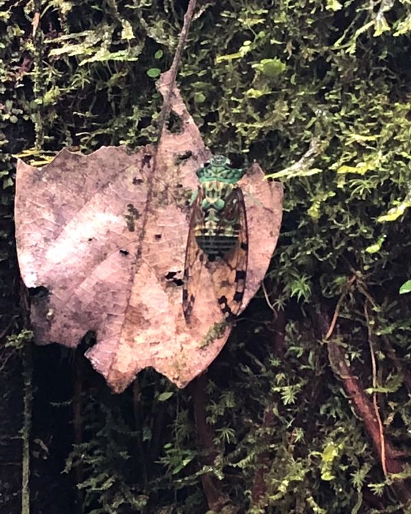 コスタリカ・カルタゴ「動物昆虫自然の宝庫コスタリカ！！」の写真：ブラウリオ・カリージョ国立公園

ザンマ...