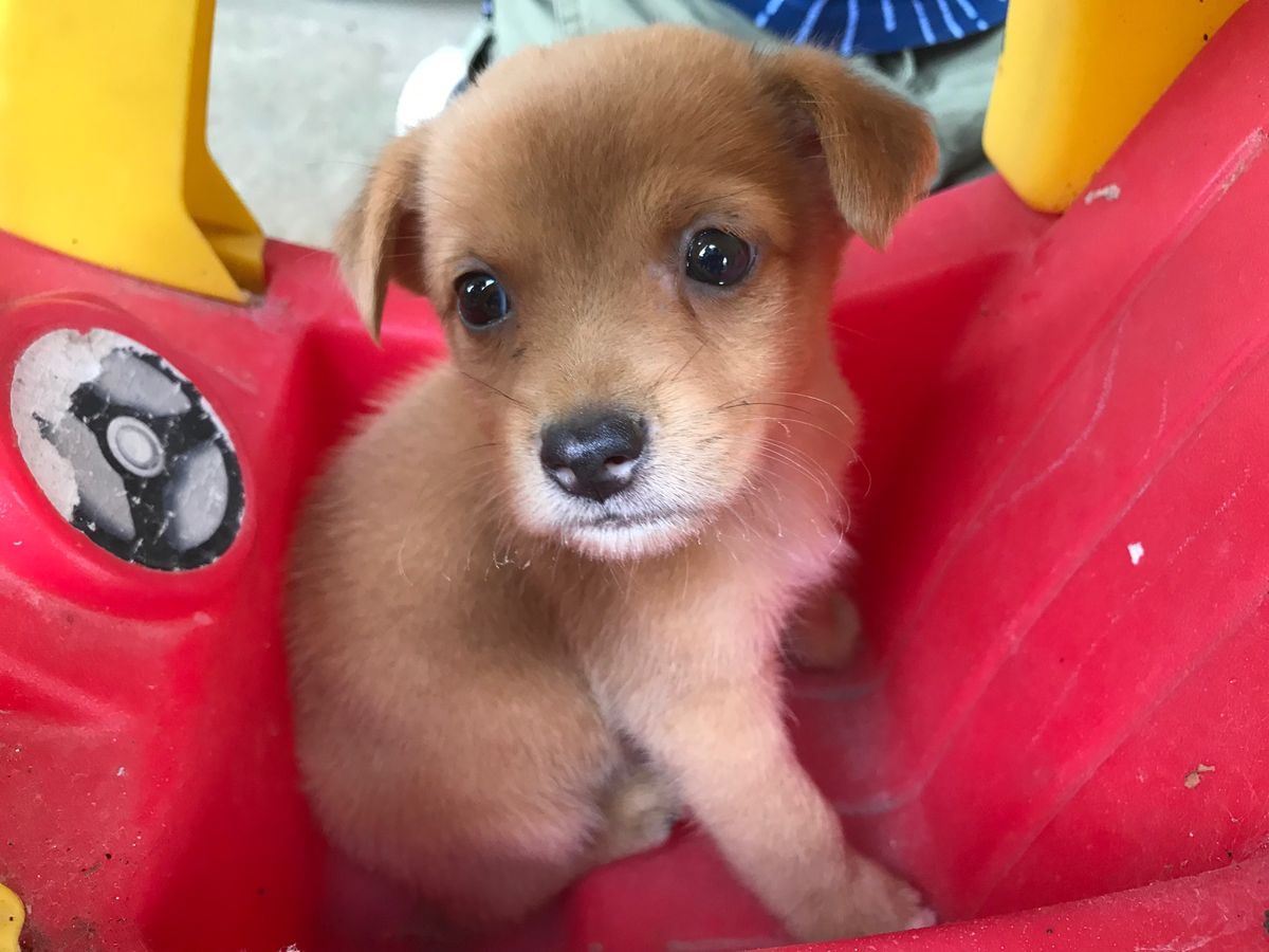 オサ　マングローブツアーで立ち寄った村

ちびっこ達が子犬ちゃんをブランコ...