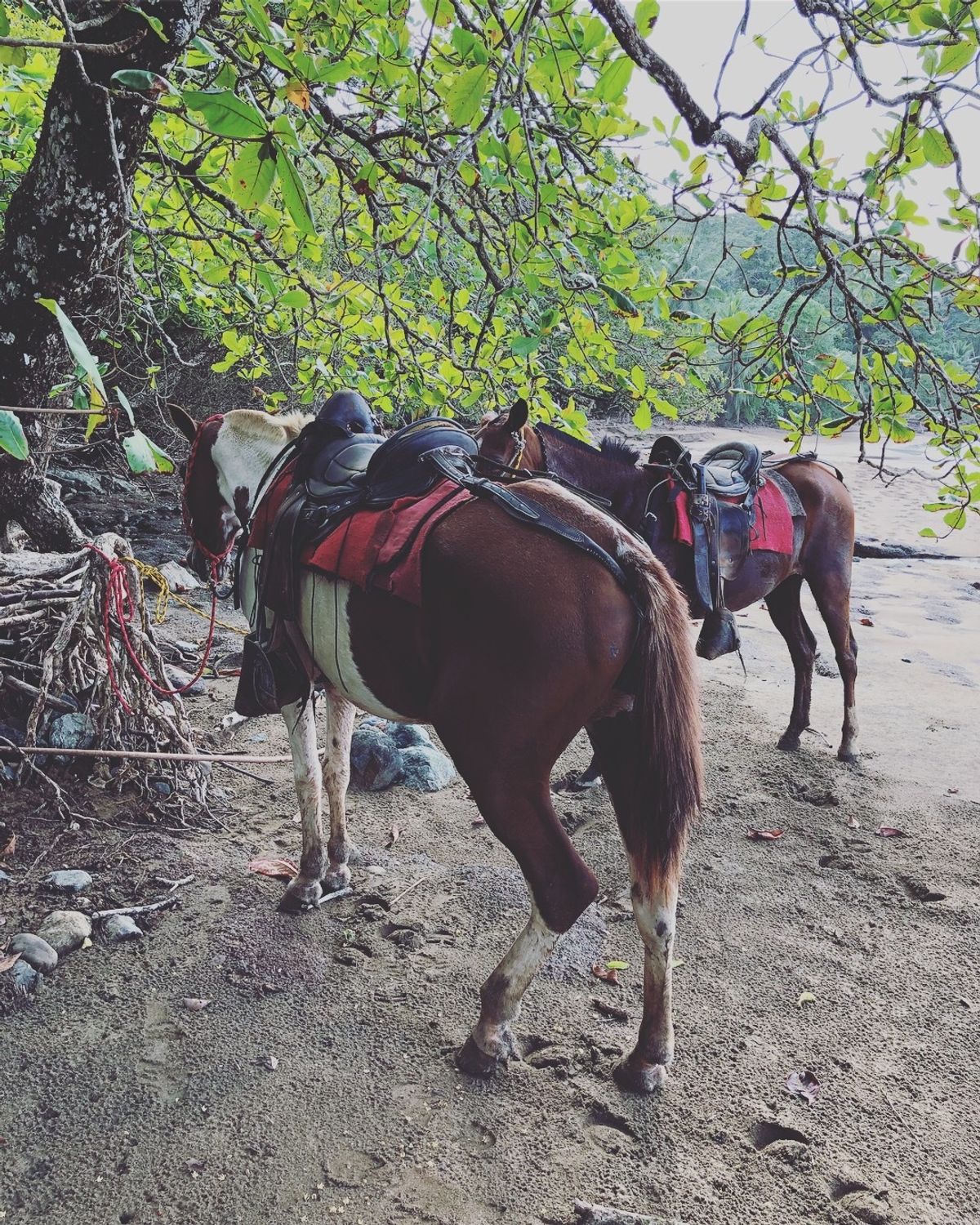 🐴ちゃん達が可愛くて
何枚も写真撮っちゃう

これは折り返し地点で休憩して...