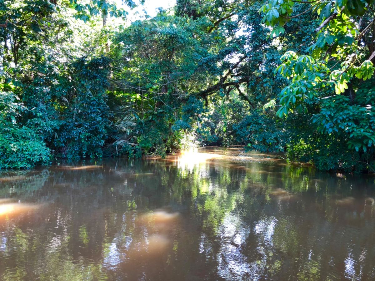 トルトゥゲロ国立公園

ボートからの眺め