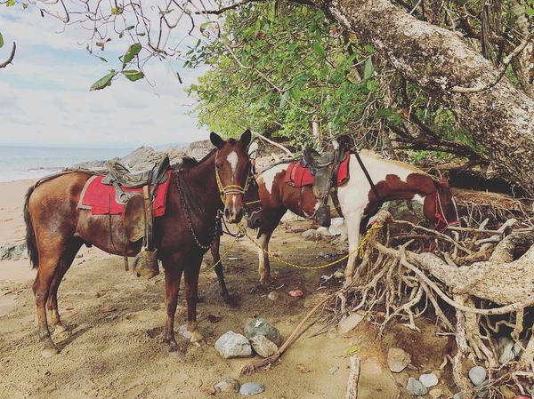 コスタリカ・カルタゴ「動物昆虫自然の宝庫コスタリカ！！」の写真：🐴ちゃん達が可愛くて
何枚も写真撮っちゃ...
