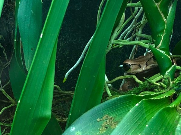 コスタリカ・カルタゴ「動物昆虫自然の宝庫コスタリカ！！」の写真：ブラウリオ・カリージョ国立公園

名前忘...