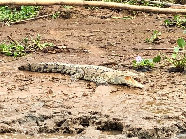 コスタリカ・カルタゴ「動物昆虫自然の宝庫コスタリカ！！」の写真：オサ　マングローブツアー

日向ぼっこ中...