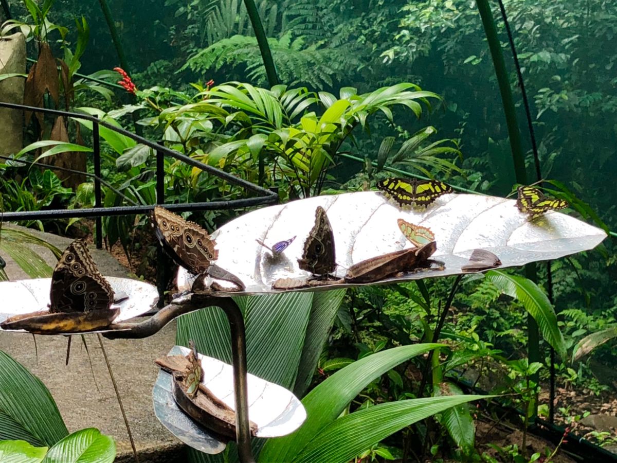 ブラウリオ・カリージョ国立公園

モルフォ蝶🦋は内側は美しいブルーなんだけ...