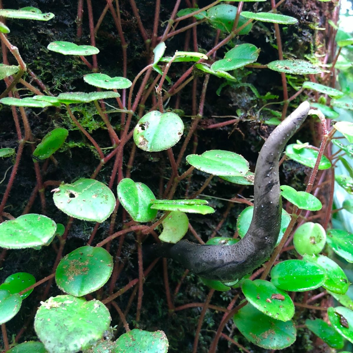 ブラウリオ・カリージョ国立公園

このねっとりした気持ち悪い植物、何だった...