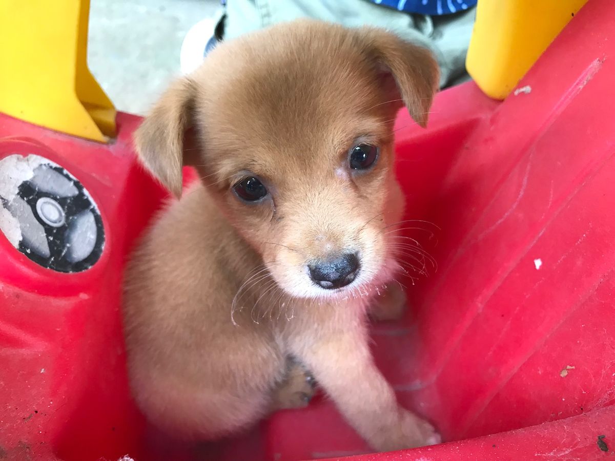 オサ　マングローブツアーで立ち寄った村

ちびっこ達が子犬ちゃんをブランコ...