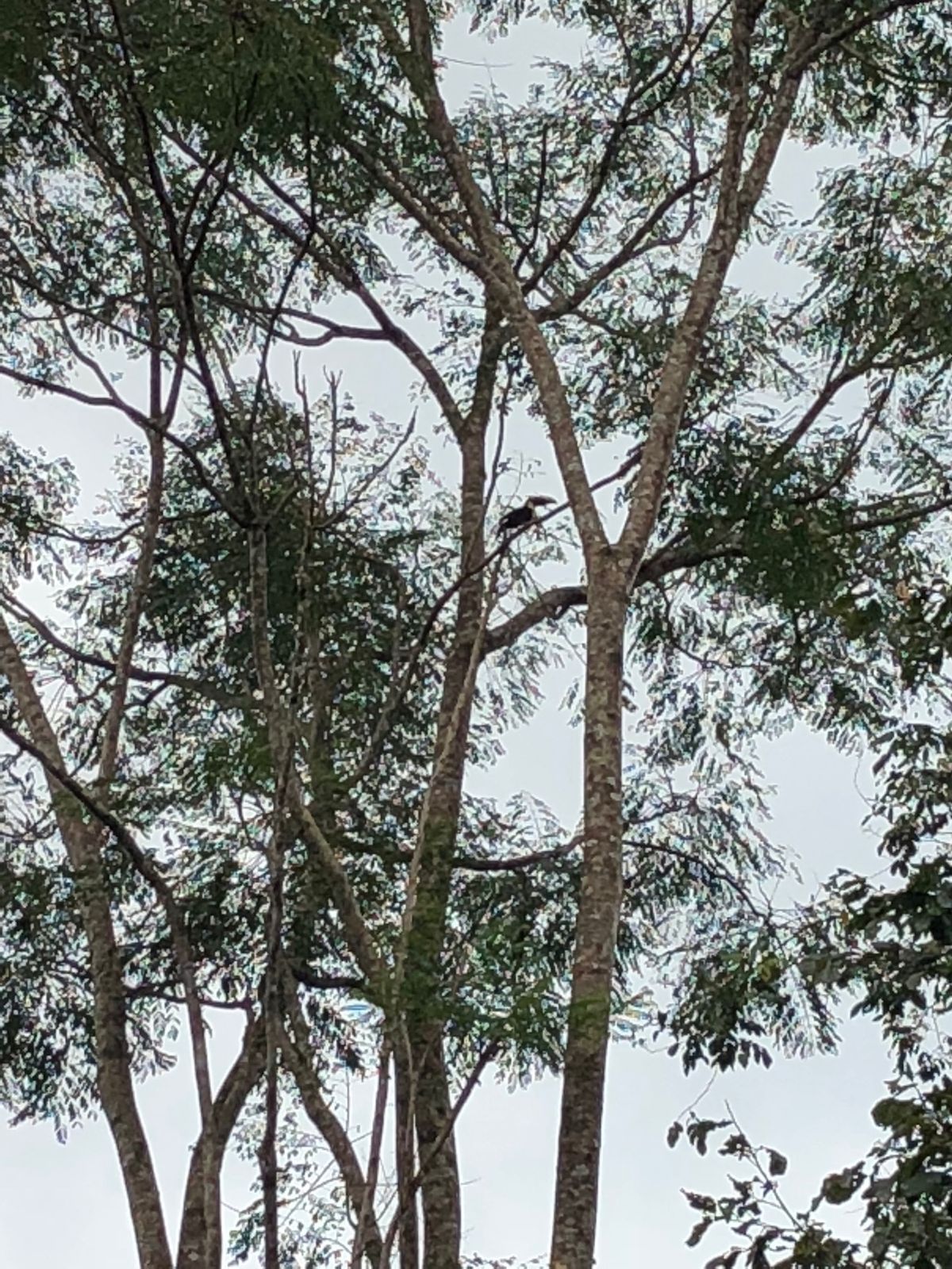 Corcovado Backpackers

宿の庭にトゥーカンが！！🤩
...