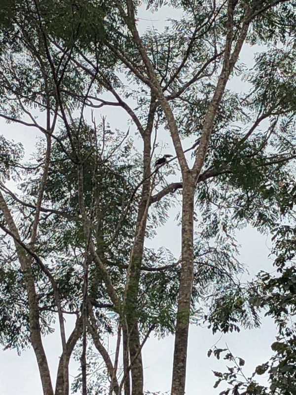 コスタリカ・カルタゴ「動物昆虫自然の宝庫コスタリカ！！」の写真：Corcovado Backpacker...