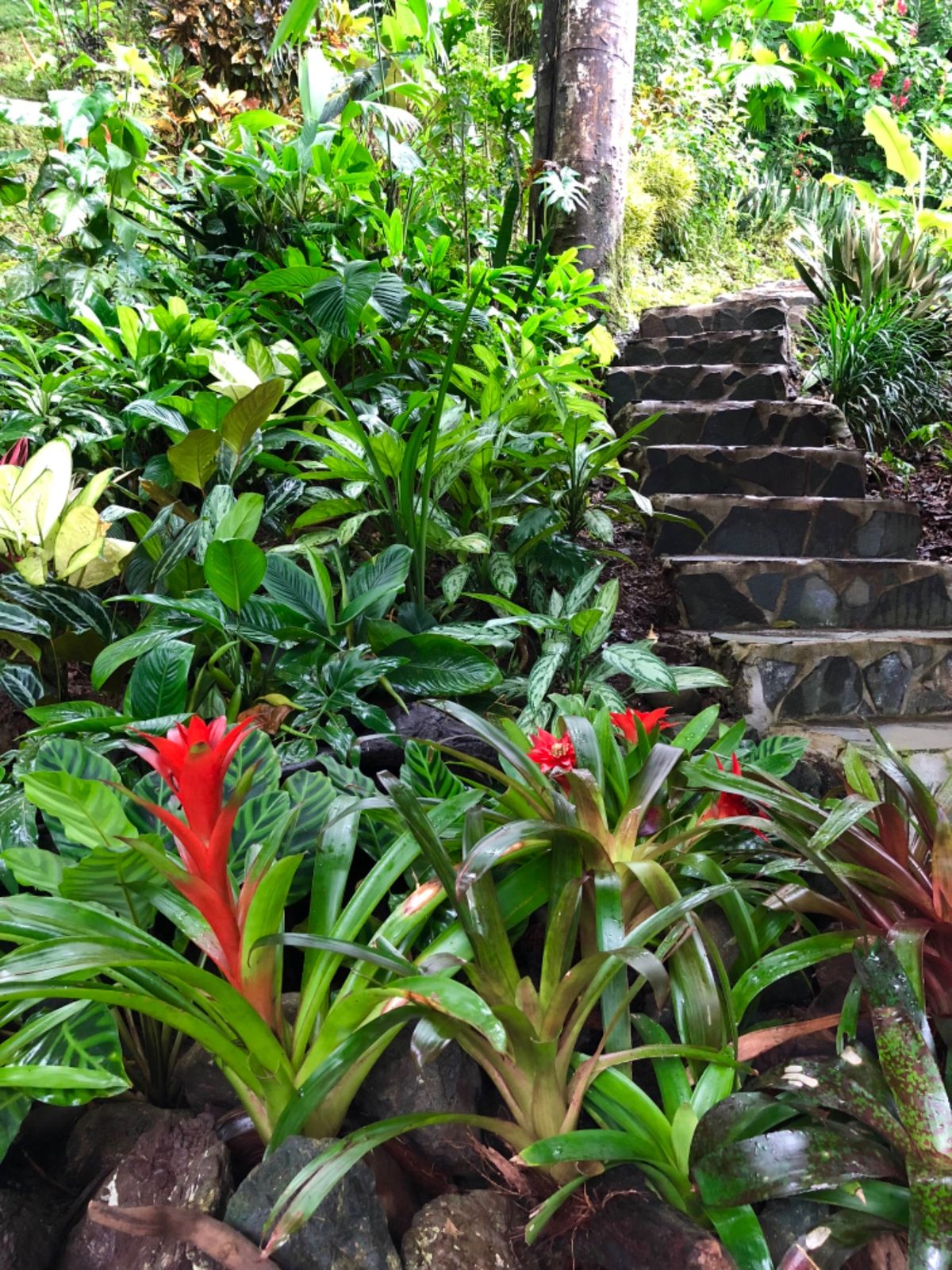 Aguila de Osa

ホテルの庭園