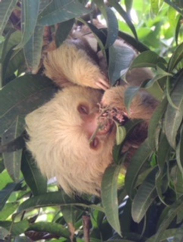 コスタリカ・カルタゴ「動物昆虫自然の宝庫コスタリカ！！」の写真：多分これらの写真は
1DAYツアー中に仲...