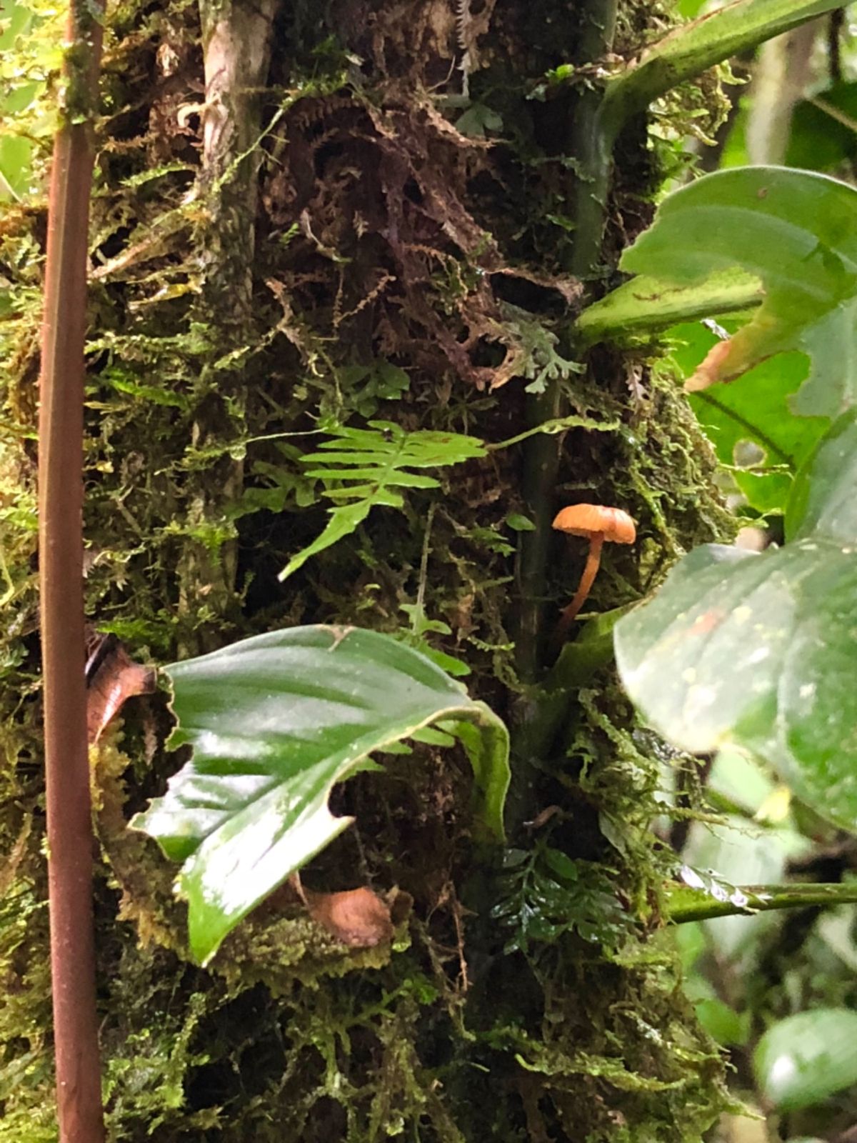 ブラウリオ・カリージョ国立公園

このねっとりした気持ち悪い植物、何だった...