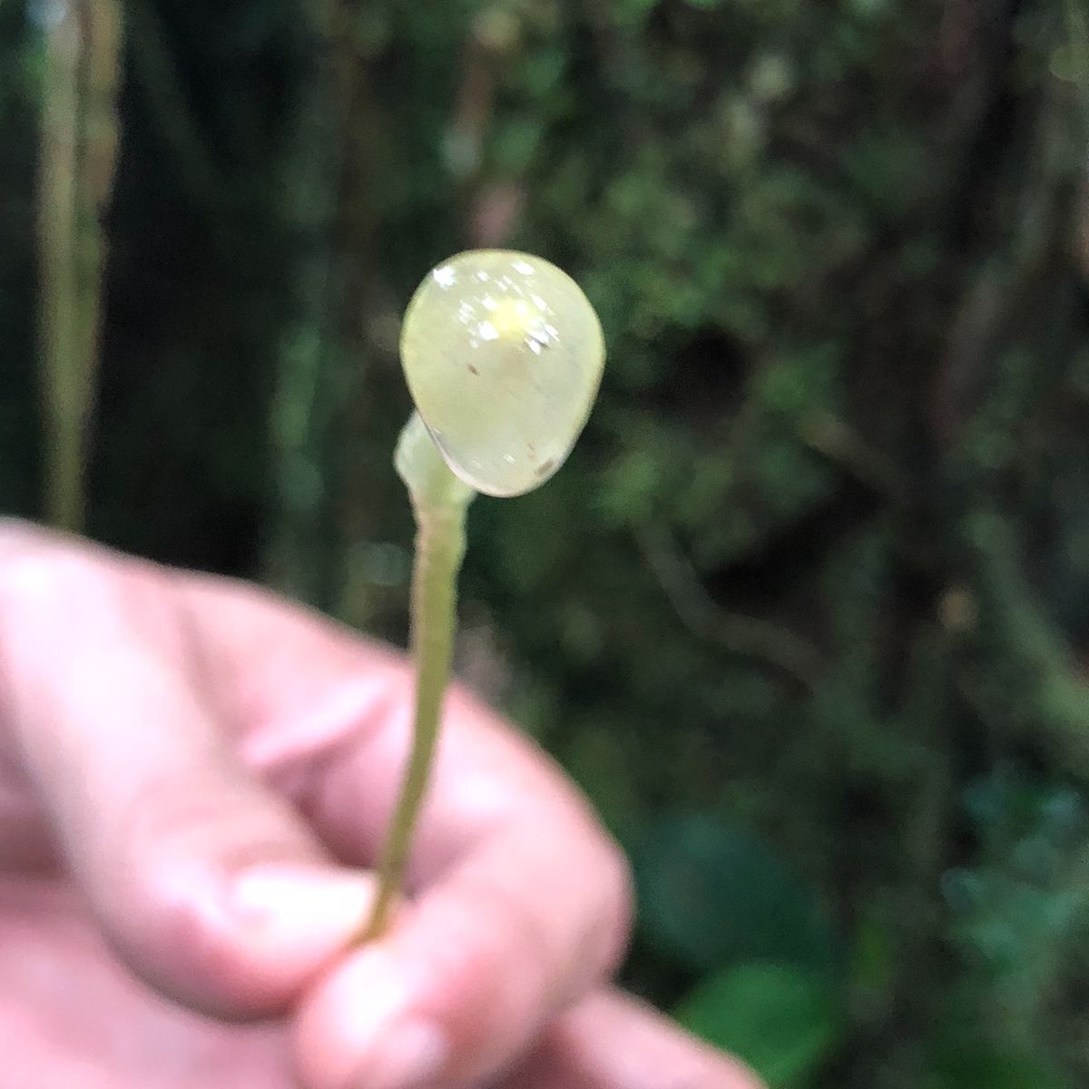 ブラウリオ・カリージョ国立公園

このねっとりした気持ち悪い植物、何だった...