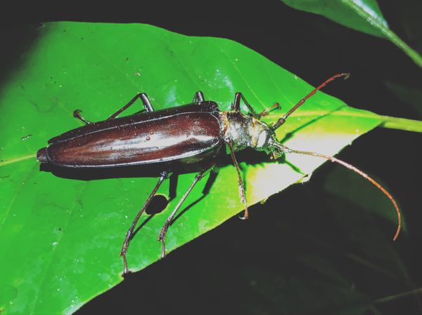 コスタリカ・カルタゴ「動物昆虫自然の宝庫コスタリカ！！」の写真：コルコバード
ナイトジャングルツアー

...