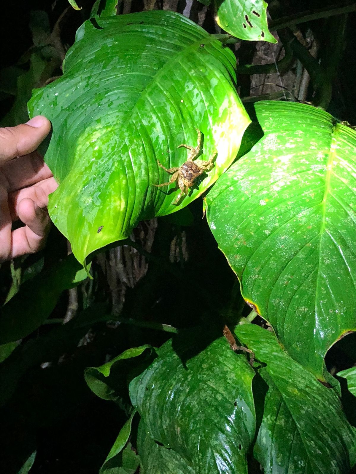 コルコバード
ナイトジャングルツアー

ベッドライトないと
マジで闇！！
...