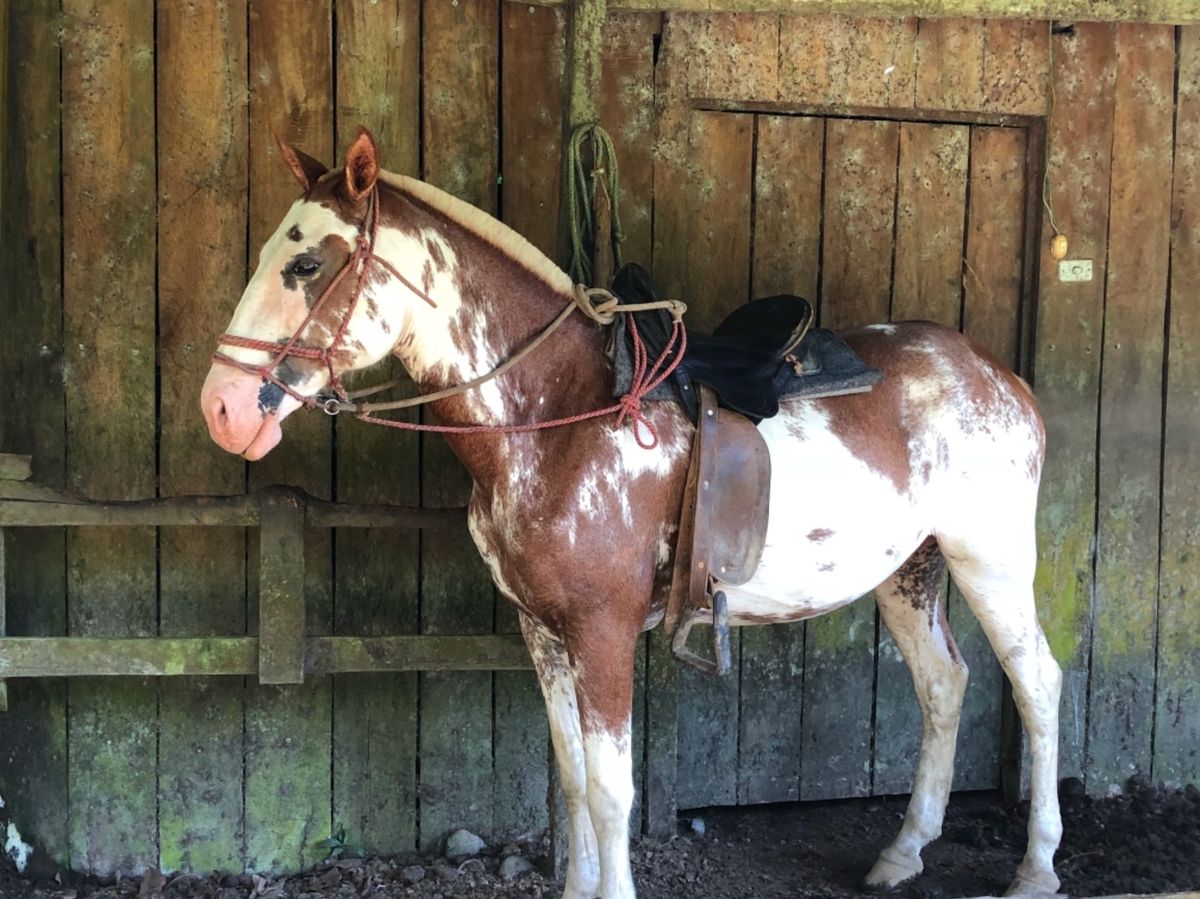 サラピキ川のボートクルーズ
ランチを食べた場所

馬もいたよ🐴
