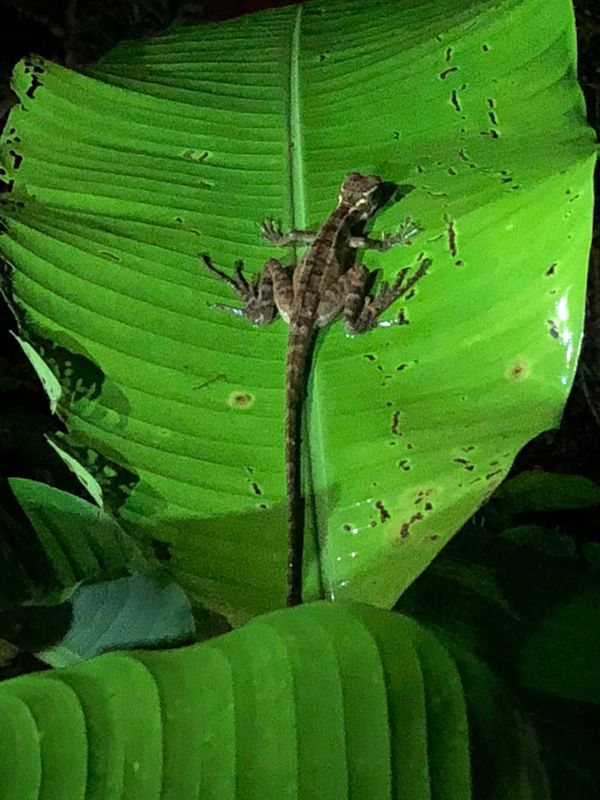 コスタリカ・カルタゴ「動物昆虫自然の宝庫コスタリカ！！」の写真：コルコバード
ナイトジャングルツアー

...