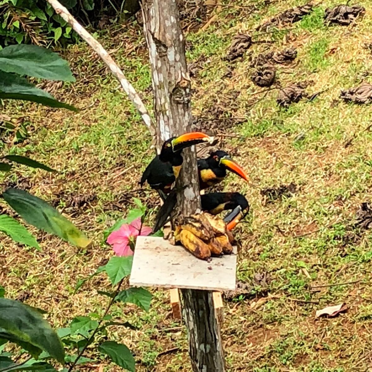 Cocina de Ana

宿から徒歩でいける距離にあるレストラン
お料...