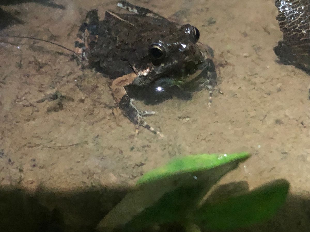 コルコバード
ナイトジャングルツアー

バカでかいカエルもあちこちにいた🐸