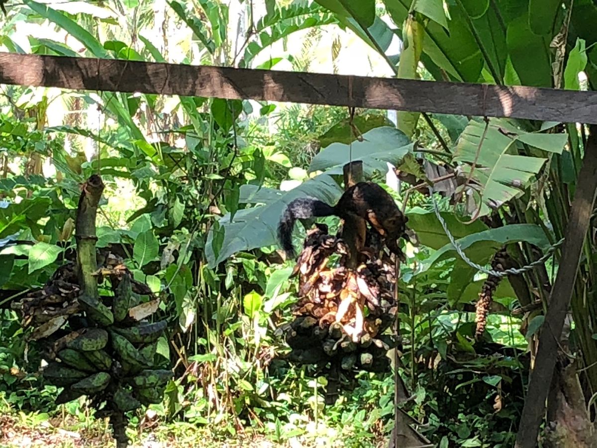 サラピキ川のボートクルーズ
ランチを食べた場所

リス🐿？がいたんだけど
...