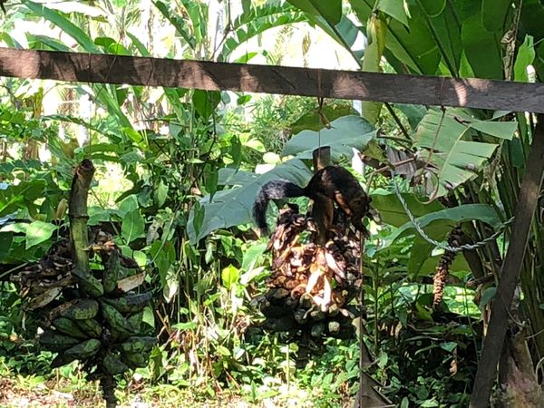 コスタリカ・カルタゴ「動物昆虫自然の宝庫コスタリカ！！」の写真：サラピキ川のボートクルーズ
ランチを食べ...