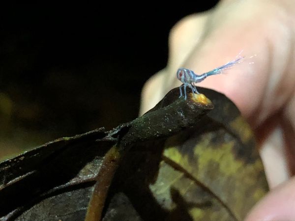 コスタリカ・カルタゴ「動物昆虫自然の宝庫コスタリカ！！」の写真：コルコバード
ナイトジャングルツアー

...