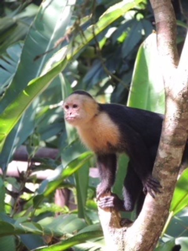 コスタリカ・カルタゴ「動物昆虫自然の宝庫コスタリカ！！」の写真：これらの写真も
1DAYツアー中に仲良く...