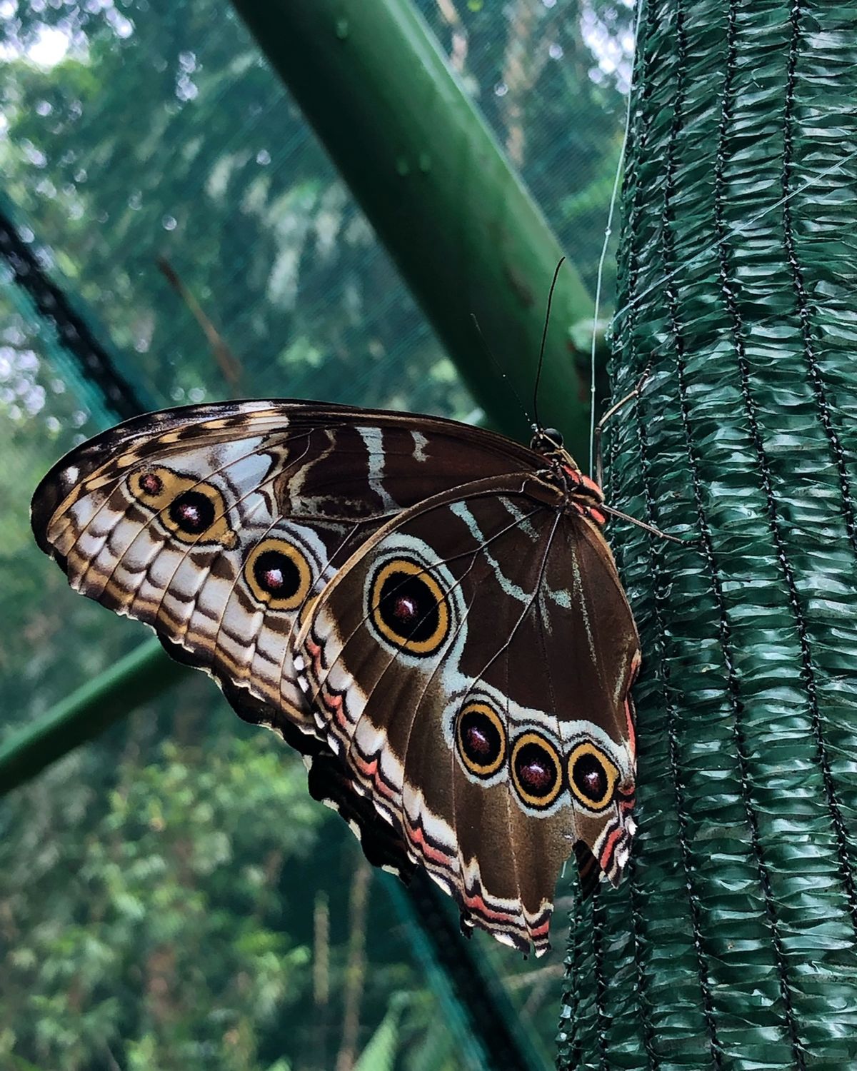 ブラウリオ・カリージョ国立公園

生まれて初めてこんなに大量の生きてるモル...