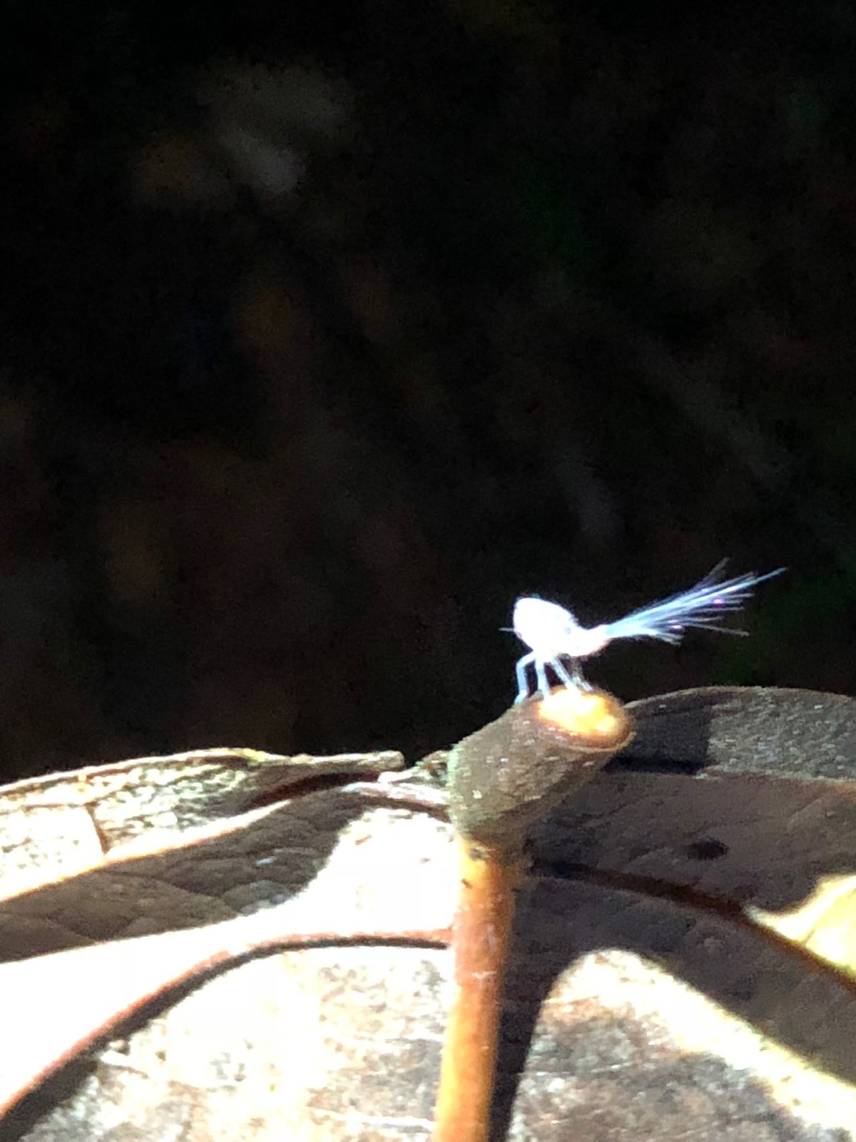 コルコバード
ナイトジャングルツアー

暗いしめちゃくちゃ小さいから
写真...