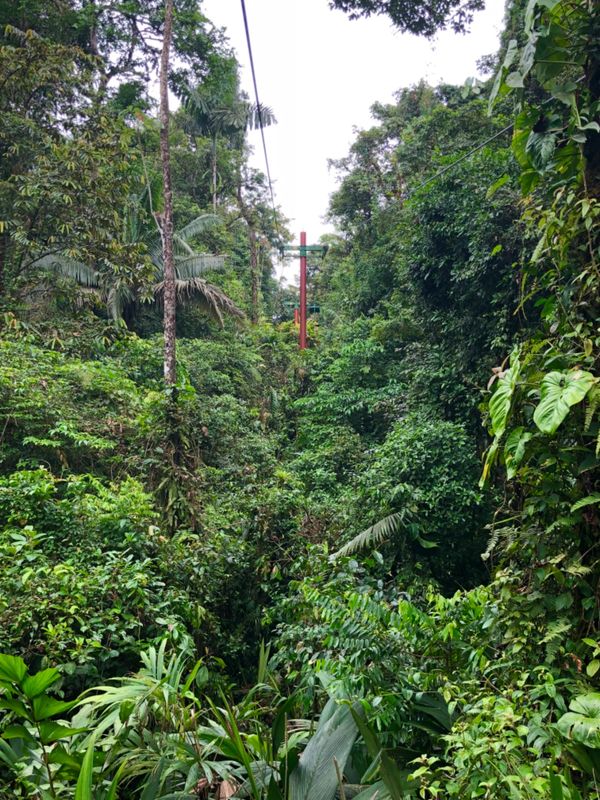 コスタリカ・カルタゴ「動物昆虫自然の宝庫コスタリカ！！」の写真：ブラウリオ・カリージョ国立公園

剥...
