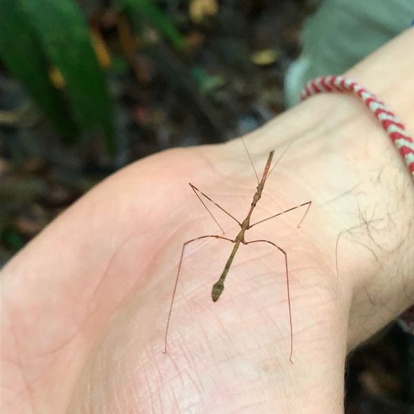 コスタリカ・カルタゴ「動物昆虫自然の宝庫コスタリカ！！」の写真：ブラウリオ・カリージョ国立公園

ナナフ...