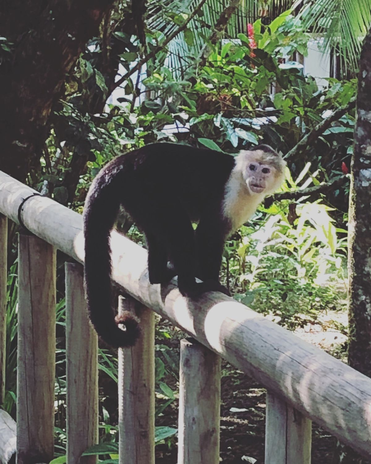 トルトゥゲロ国立公園

公園内にはお猿達がたくさん😍

動きが早くて写真ブ...