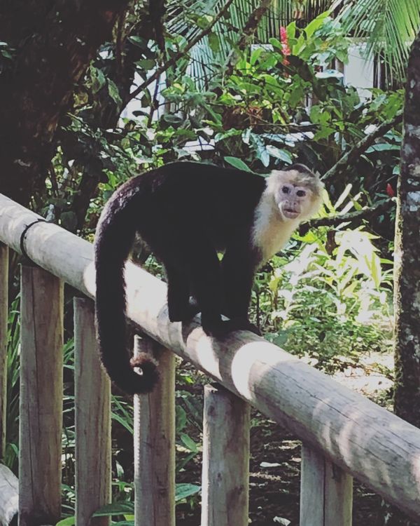 コスタリカ・カルタゴ「動物昆虫自然の宝庫コスタリカ！！」の写真：トルトゥゲロ国立公園

公園内にはお猿達...