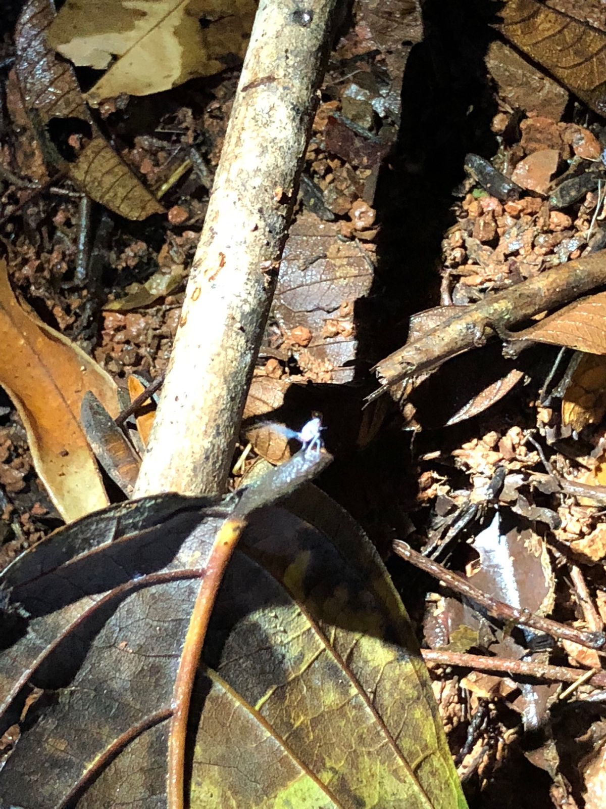 コルコバード
ナイトジャングルツアー

暗いしめちゃくちゃ小さいから
写真...